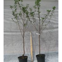 Саженцы вишни