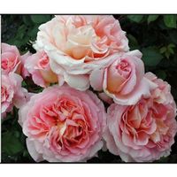 Роза Английская Абрахам Дерби (Abraham Darby)