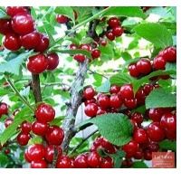 Саженцы вишни войлочной "Огонек"