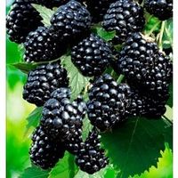 Саженцы ежевики бесшипной