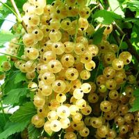 Смородина белая, Версальская белая 2 х летка ОКС