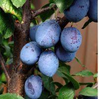 Слива, Тульская черная (ЗКС 4лет)V35л