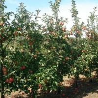 Саженцы Яблони "Жигулевское"