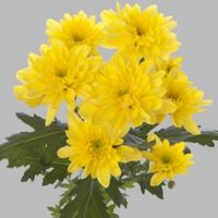 Кустовая хризантема "Зембла санни"