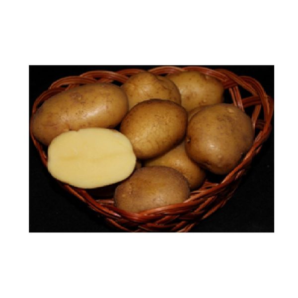 Колобок картофель характеристика отзывы. Картофель семенной Колобок. Сорт картофеля Колобок. Картофель Колобок семена. Картофель Колобок фото.