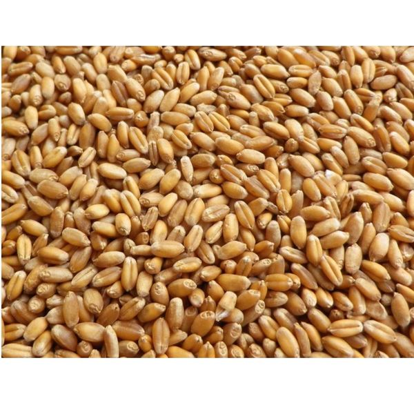 Пшеница семена озимая амарант семена фото