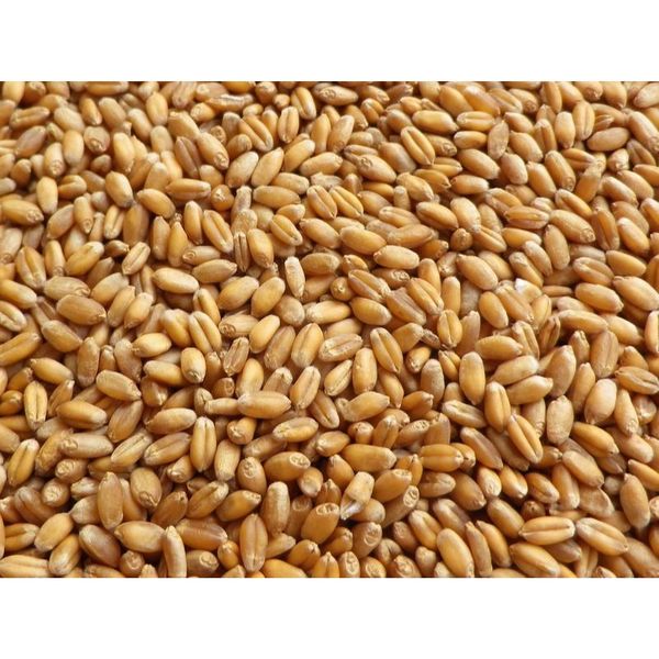 Пшеница семена семен сторож