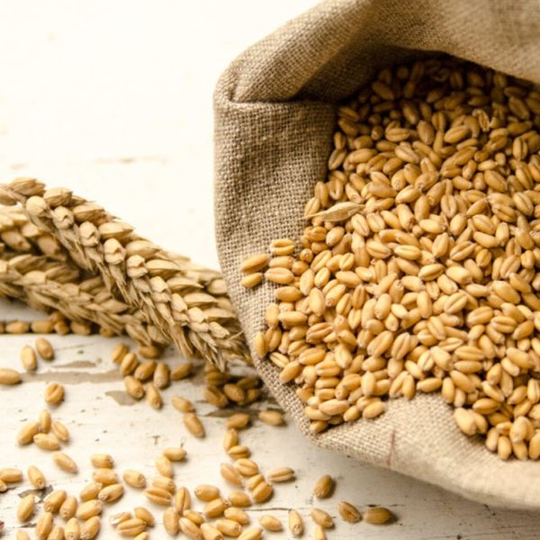 Пшеница1класс