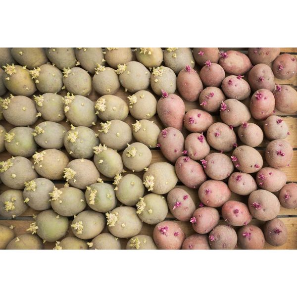 Семена картофеля производитель семена сельдерея рассада